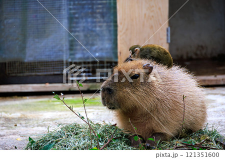 カピバラと背中に乗るリスザル 121351600