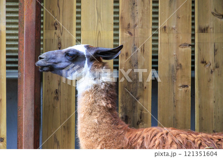 動物園のラマ 動物園のラマ 121351604