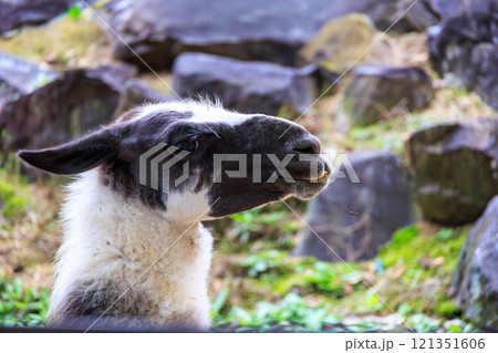 動物園のラマ 121351606