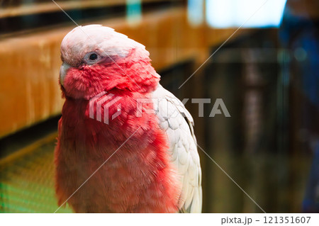 動物園のモモイロインコ 動物園のモモイロインコ 121351607