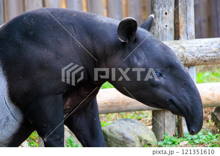 動物園のマレーバク 121351610