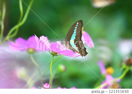 コスモスの蜜を吸うアオスジアゲハ コスモスの蜜を吸うアオスジアゲハ 121351630