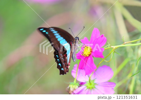 コスモスの蜜を吸うアオスジアゲハ コスモスの蜜を吸うアオスジアゲハ 121351631