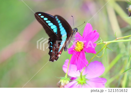 コスモスの蜜を吸うアオスジアゲハ 121351632