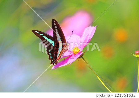 コスモスの蜜を吸うアオスジアゲハ 121351633