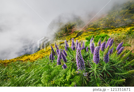 Madeira landscape with Pride of Madeira flowers and blooming Cytisus shrubs, Portugal Madeira landscape with Pride of Madeira flowers and blooming Cytisus shrubs, Portugal 121351671