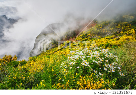 Madeira landscape with daisy flowers and blooming Cytisus shrubs, Portugal 121351675