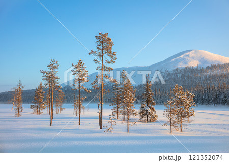 Northern Trees and Snowy Forested Mountain Northern Trees and Snowy Forested Mountain 121352074