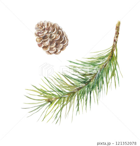 Fir branch and cone. Hand drawn watercolor illustration isolated on white. For Christmas, New Year greeting cards, invitations, labels, winter banners Fir branch and cone. Hand drawn watercolor illustration isolated on white. For Christmas, New Year greeting cards, invitations, labels, winter banners 121352078