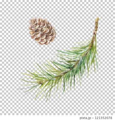 Fir branch and cone. Hand drawn watercolor illustration isolated on white. For Christmas, New Year greeting cards, invitations, labels, winter banners Fir branch and cone. Hand drawn watercolor illustration isolated on white. For Christmas, New Year greeting cards, invitations, labels, winter banners 121352078