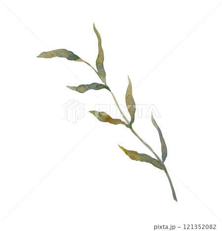 Green twig with leaves simple. Hand drawn watercolor illustration isolated. Greeting cards as design element of bouquets, wedding invitations, labels. 121352082