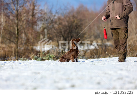 Brown Spaniel running with trainer in snowy winter landscape 121352222