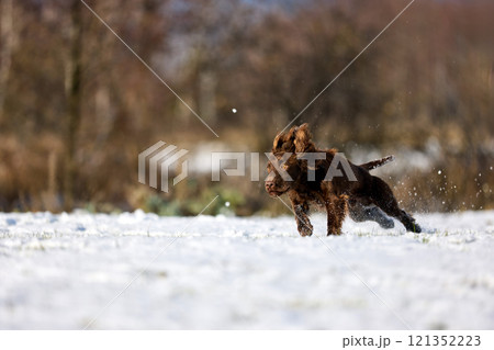 Joyful Brown Spaniel Running Through Snowy Field 121352223