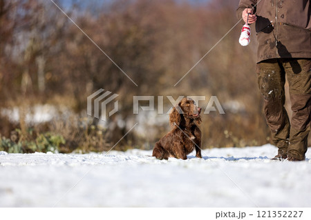 Brown Spaniel running with trainer in snowy winter landscape 121352227