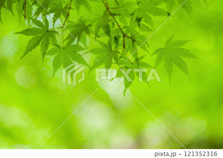 爽やかな新緑　新緑イメージ素材 121352316