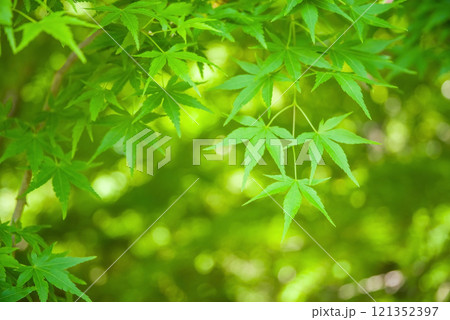 爽やかな新緑　新緑イメージ素材 121352397