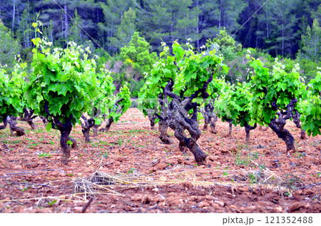 Vineyards of Anoia, Barcelona in the month of May 121352488