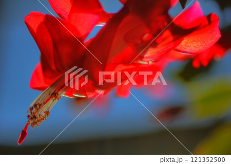 Christmas Cactus Flowers in Bloom 121352500