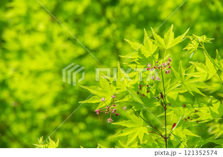 爽やかな新緑 花を付けたモミジ 爽やかな新緑 花を付けたモミジ 121352574