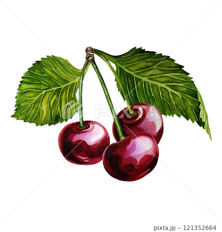 Cherry fruits on a twig. Handmade watercolor illustration. Botanical painting. The isolate. Great for labels and packaging, for textiles, prints and stickers, for menus and cooking recipes. Cherry fruits on a twig. Handmade watercolor illustration. Botanical painting. The isolate. Great for labels and packaging, for textiles, prints and stickers, for menus and cooking recipes. 121352664
