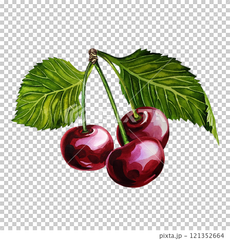 Cherry fruits on a twig. Handmade watercolor illustration. Botanical painting. The isolate. Great for labels and packaging, for textiles, prints and stickers, for menus and cooking recipes. Cherry fruits on a twig. Handmade watercolor illustration. Botanical painting. The isolate. Great for labels and packaging, for textiles, prints and stickers, for menus and cooking recipes. 121352664