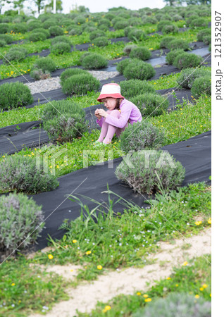 Little girl sitting on the grass in a lavender field. 121352907