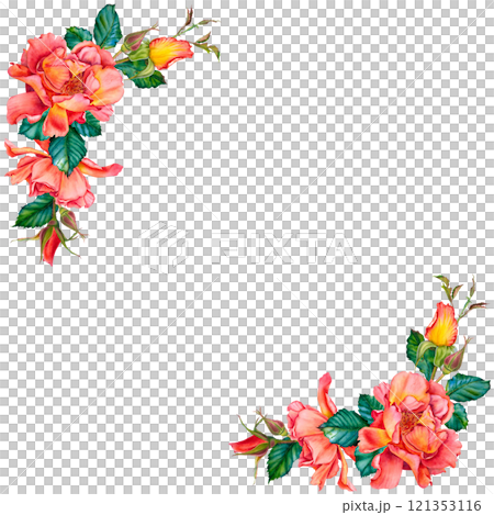 Corner arrangement of vibrant red-yellow roses, buds and leaves. Hand drawn watercolor illustration of flower frame on isolated background. Ready to adorn greetings, invitations, weddings, birthdays. 121353116