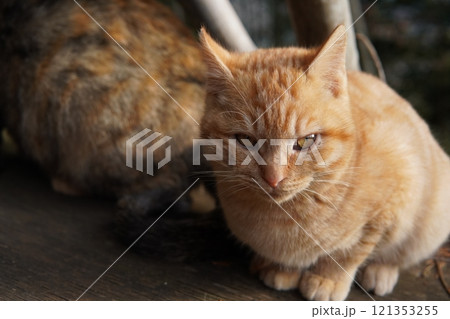 ほっぺをケガして元気のない子猫 121353255