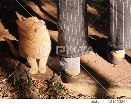 ほっぺをケガして元気のない子猫 121353264