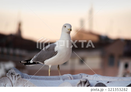 Graceful Seagull Portrait A Bird's Serenity 121353282