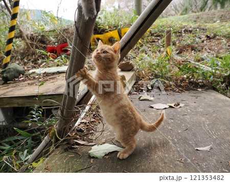 ほっぺをケガしても元気に遊ぶ可愛い子猫 121353482