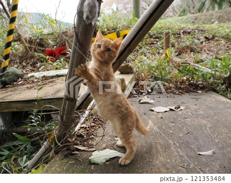 ほっぺをケガしても元気に遊ぶ可愛い子猫 121353484