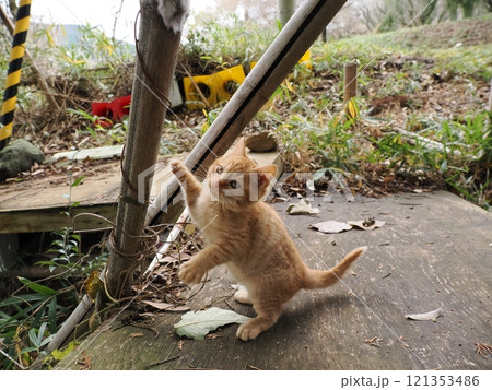 ほっぺをケガしても元気に遊ぶ可愛い子猫 121353486
