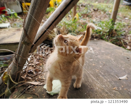 ほっぺをケガしても元気に遊ぶ可愛い子猫 121353490