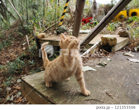 ほっぺをケガしても元気に遊ぶ可愛い子猫 121353506