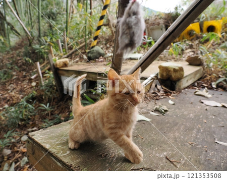 ほっぺをケガしても元気に遊ぶ可愛い子猫 121353508