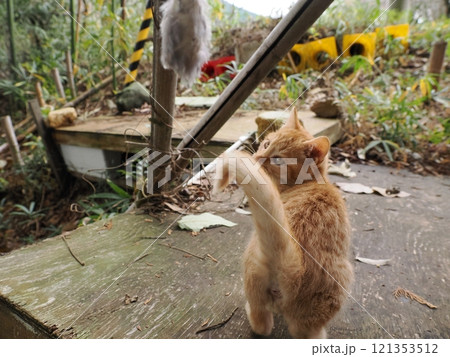 ほっぺをケガしても元気に遊ぶ可愛い子猫 ほっぺをケガしても元気に遊ぶ可愛い子猫 121353512
