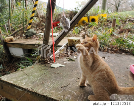ほっぺをケガしても元気に遊ぶ可愛い子猫 121353518