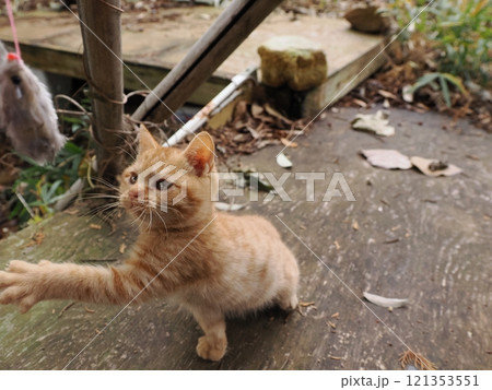 ほっぺをケガしても元気に遊ぶ可愛い子猫 121353551