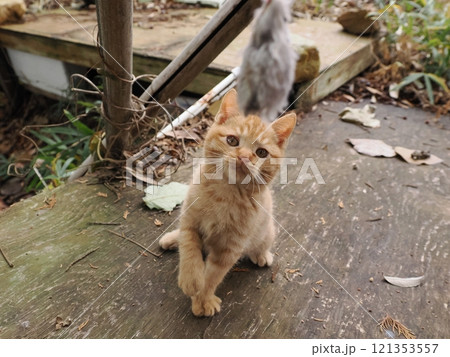 ほっぺをケガしても元気に遊ぶ可愛い子猫 121353557