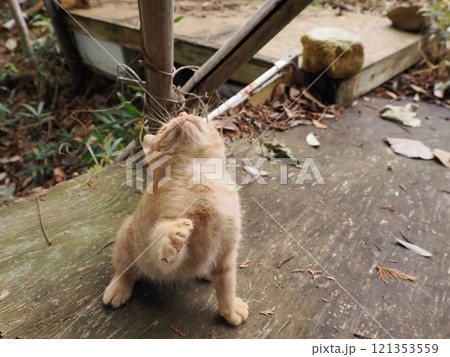 ほっぺをケガしても元気に遊ぶ可愛い子猫 121353559