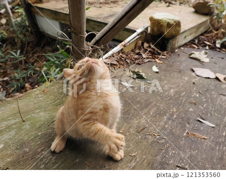 ほっぺをケガしても元気に遊ぶ可愛い子猫 121353560
