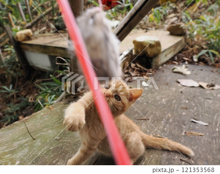 ほっぺをケガしても元気に遊ぶ可愛い子猫 ほっぺをケガしても元気に遊ぶ可愛い子猫 121353568