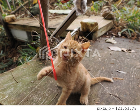 ほっぺをケガしても元気に遊ぶ可愛い子猫 121353578