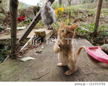 ケガをしても元気に遊ぶ可愛い子猫 ケガをしても元気に遊ぶ可愛い子猫 121353756