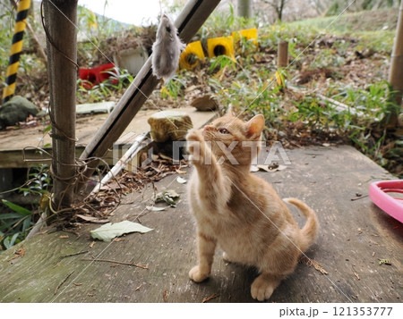 ケガをしても元気に遊ぶ可愛い子猫 121353777