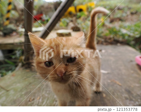ケガをしても元気に遊ぶ可愛い子猫 121353778