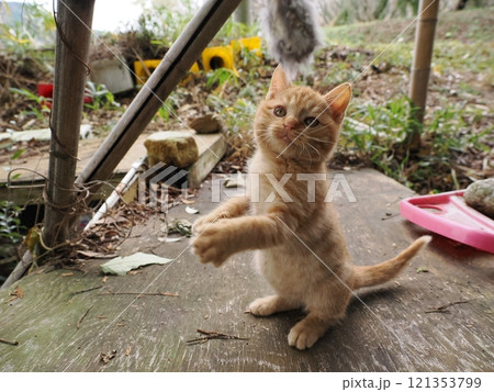 ケガをしても元気に遊ぶ可愛い子猫 ケガをしても元気に遊ぶ可愛い子猫 121353799