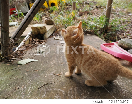 ケガをしても元気に遊ぶ可愛い子猫 ケガをしても元気に遊ぶ可愛い子猫 121353807