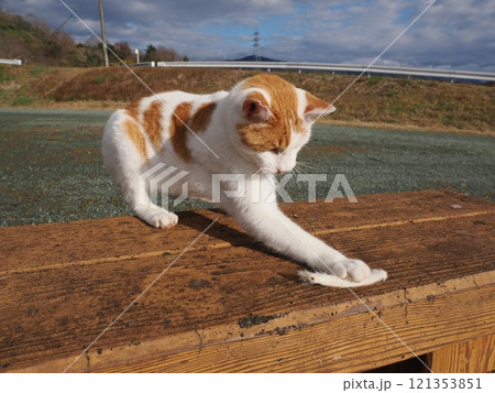 ベンチで寝る猫 121353851